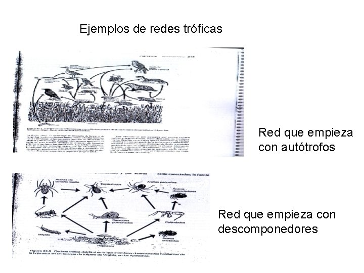 Ejemplos de redes tróficas Red que empieza con autótrofos Red que empieza con descomponedores