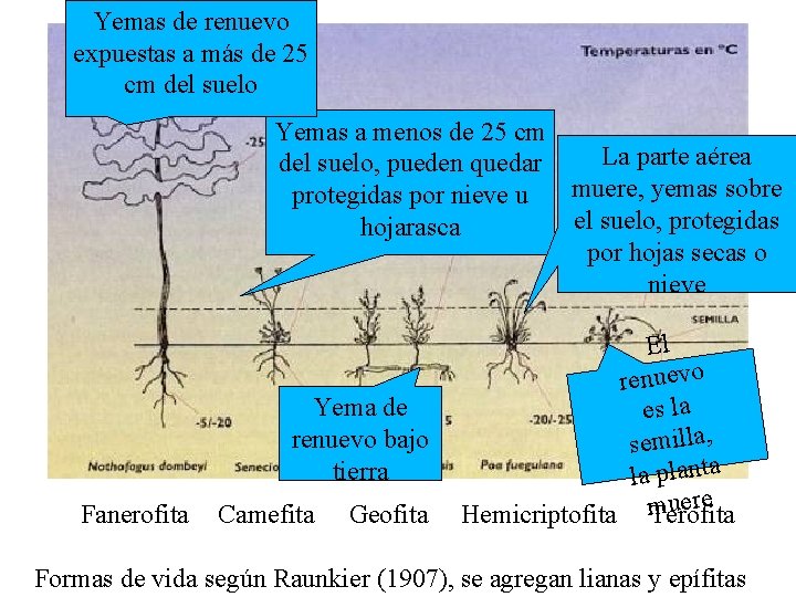 Yemas de renuevo expuestas a más de 25 cm del suelo Yemas a menos