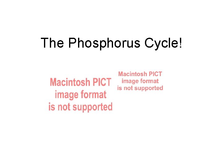 The Phosphorus Cycle! 