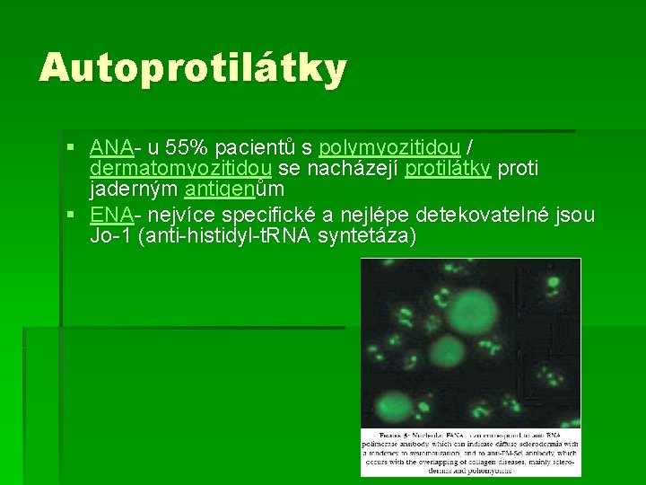 Autoprotilátky § ANA- u 55% pacientů s polymyozitidou / dermatomyozitidou se nacházejí protilátky proti