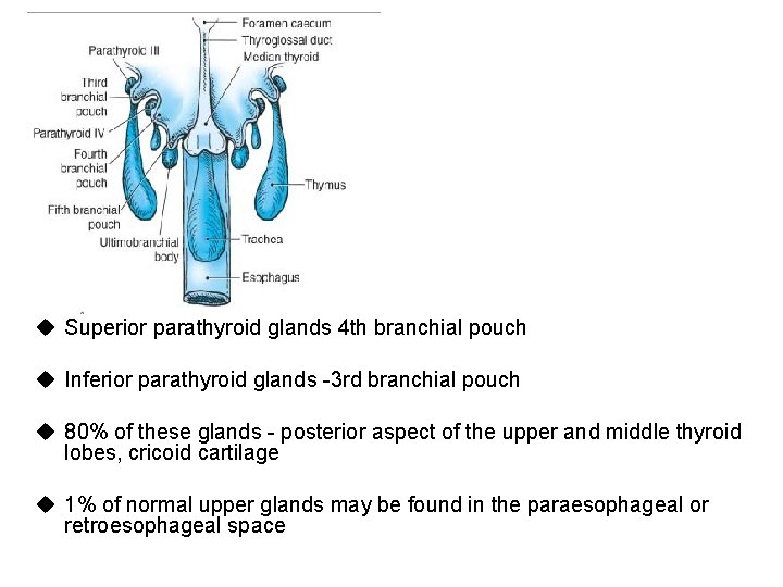 u Superior parathyroid glands 4 th branchial pouch u Inferior parathyroid glands -3 rd