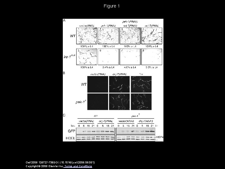 Figure 1 Cell 2006 126727 -739 DOI: (10. 1016/j. cell. 2006. 051) Copyright ©