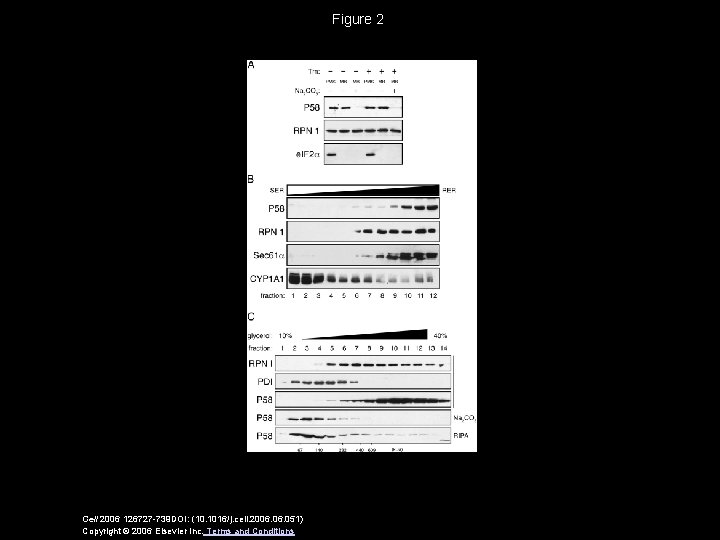 Figure 2 Cell 2006 126727 -739 DOI: (10. 1016/j. cell. 2006. 051) Copyright ©