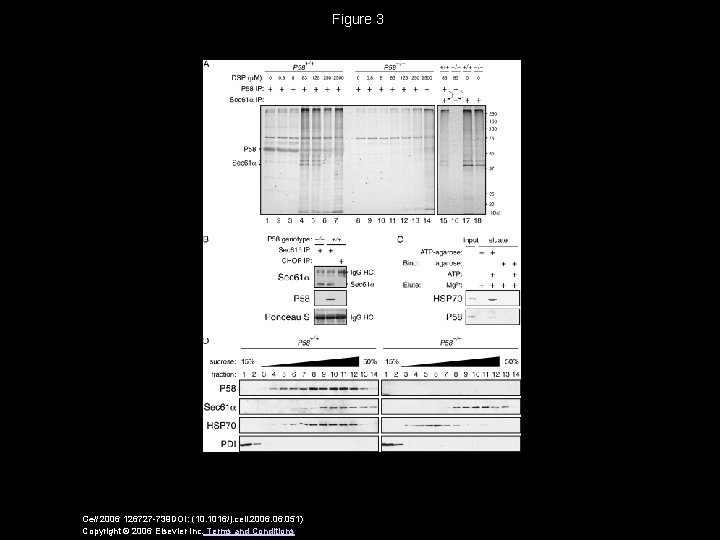 Figure 3 Cell 2006 126727 -739 DOI: (10. 1016/j. cell. 2006. 051) Copyright ©