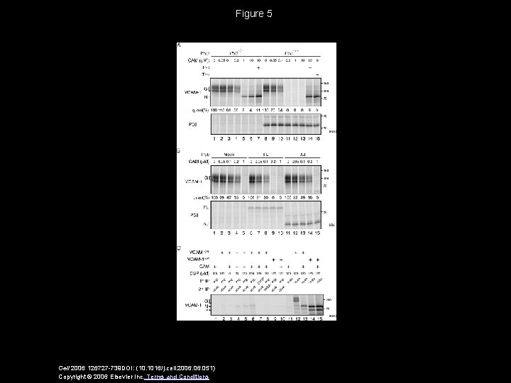Figure 5 Cell 2006 126727 -739 DOI: (10. 1016/j. cell. 2006. 051) Copyright ©