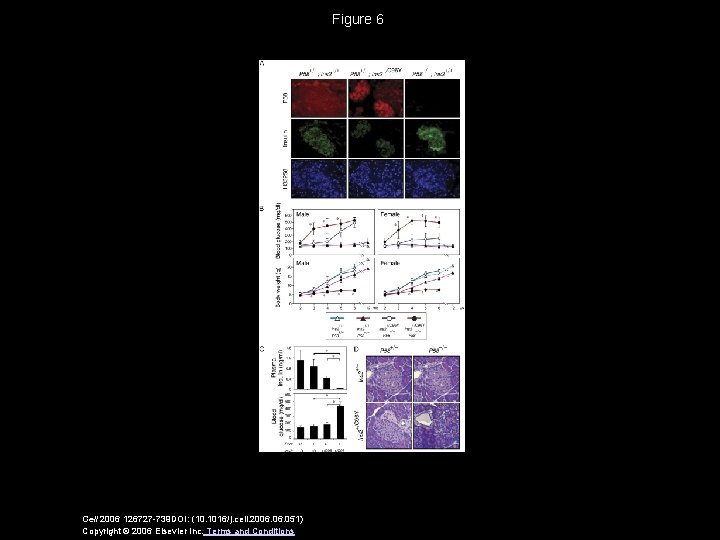 Figure 6 Cell 2006 126727 -739 DOI: (10. 1016/j. cell. 2006. 051) Copyright ©