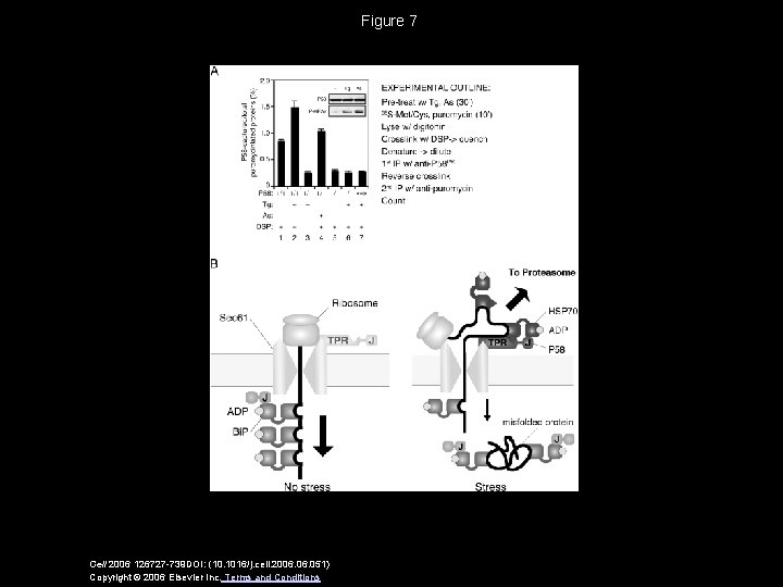 Figure 7 Cell 2006 126727 -739 DOI: (10. 1016/j. cell. 2006. 051) Copyright ©