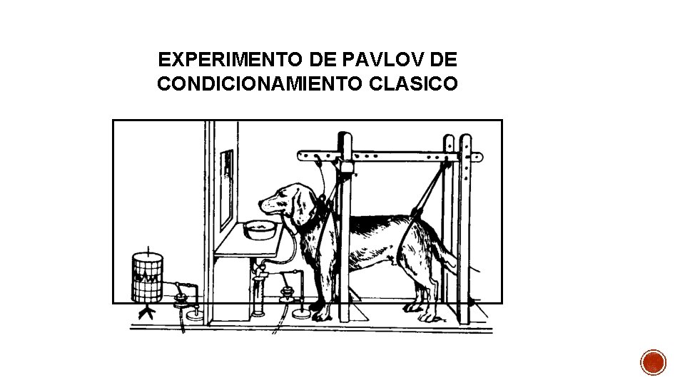 EXPERIMENTO DE PAVLOV DE CONDICIONAMIENTO CLASICO 