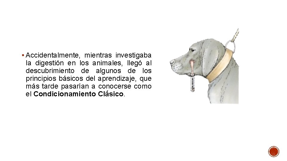 § Accidentalmente, mientras investigaba la digestión en los animales, llegó al descubrimiento de algunos