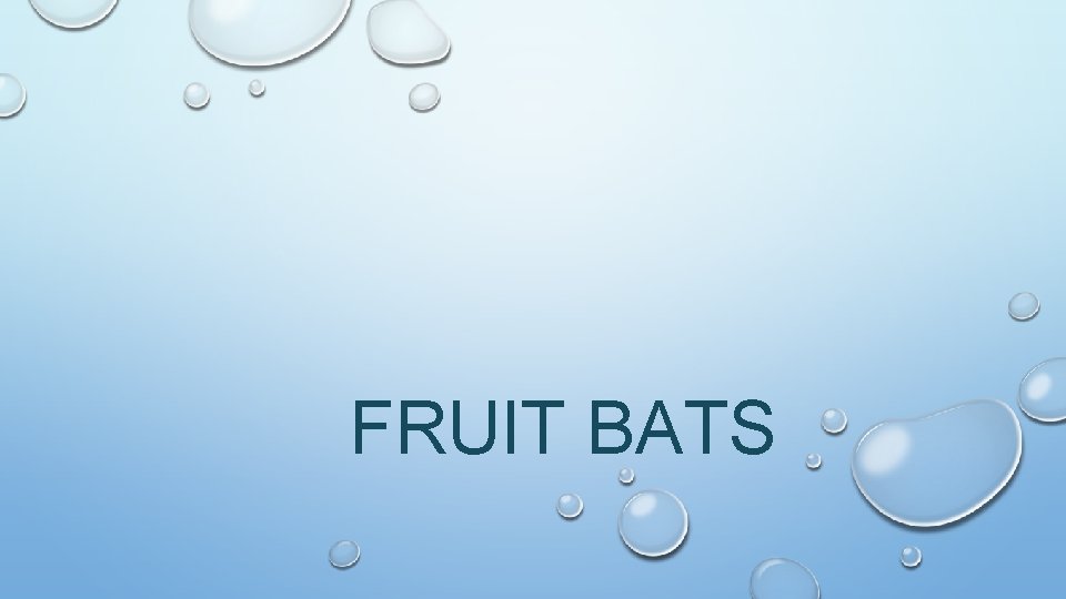 FRUIT BATS 