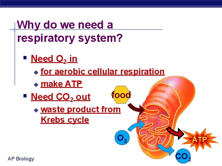 Why do we need a respiratory system? § Need O 2 in for aerobic