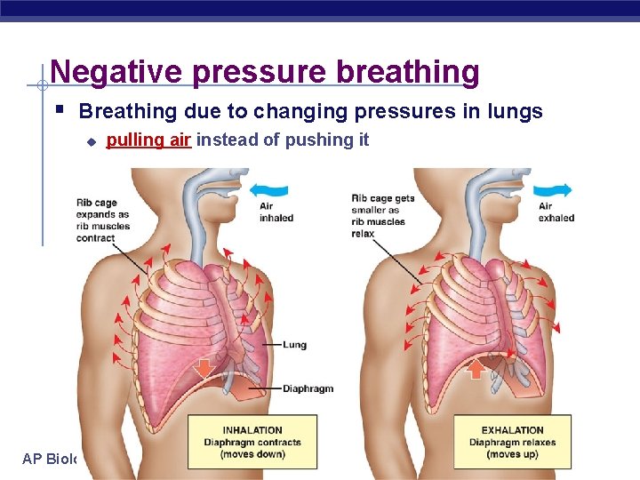 Negative pressure breathing § Breathing due to changing pressures in lungs u AP Biology