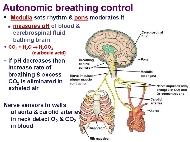 Autonomic breathing control § Medulla sets rhythm & pons moderates it u measures p.