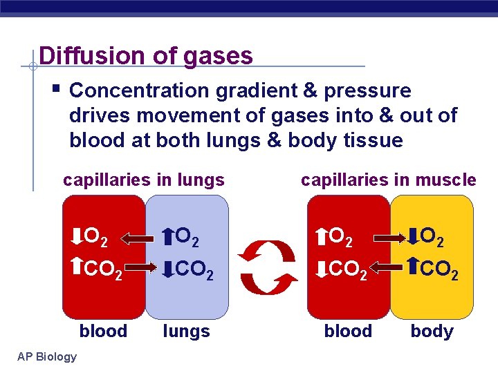 Diffusion of gases § Concentration gradient & pressure drives movement of gases into &