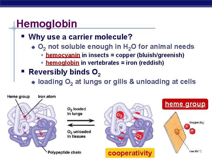 Hemoglobin § Why use a carrier molecule? u O 2 not soluble enough in
