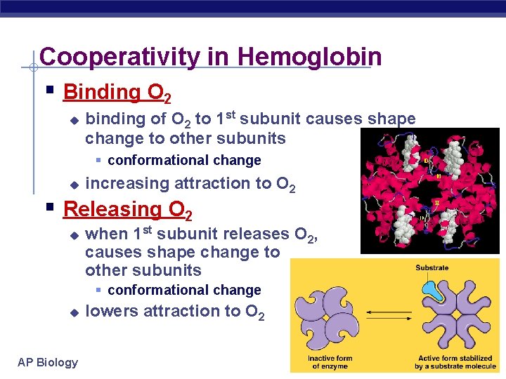 Cooperativity in Hemoglobin § Binding O 2 u binding of O 2 to 1