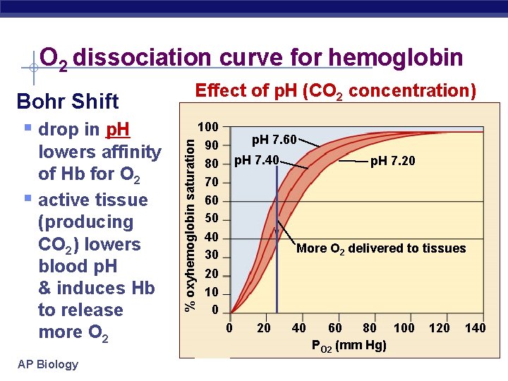 O 2 dissociation curve for hemoglobin § drop in p. H lowers affinity of