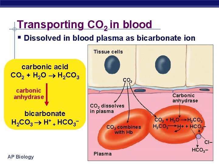 Transporting CO 2 in blood § Dissolved in blood plasma as bicarbonate ion Tissue
