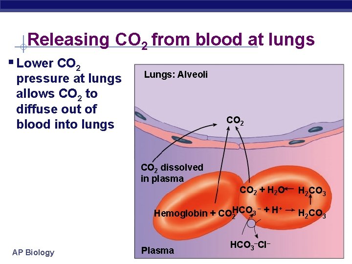Releasing CO 2 from blood at lungs § Lower CO 2 pressure at lungs
