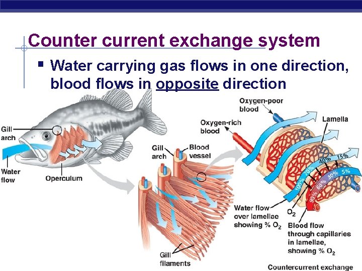Counter current exchange system § Water carrying gas flows in one direction, blood flows