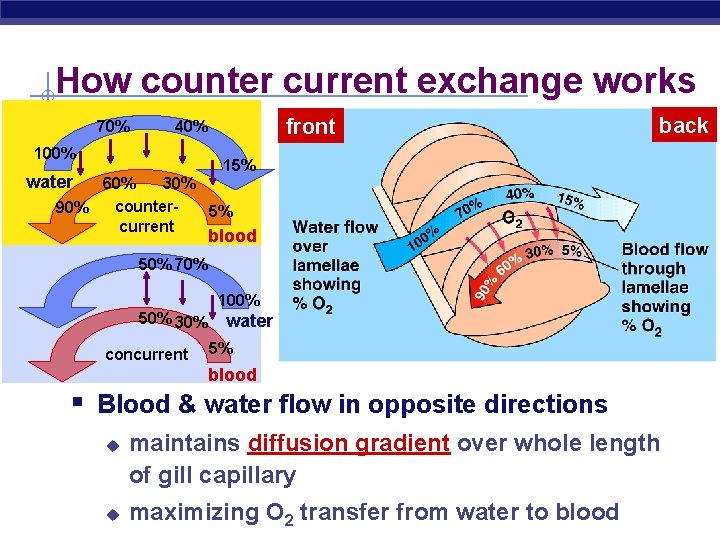 How counter current exchange works 70% front 40% 100% back 15% water 60% 30%