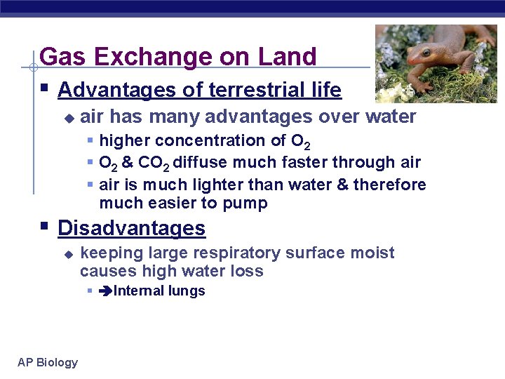 Gas Exchange on Land § Advantages of terrestrial life u air has many advantages
