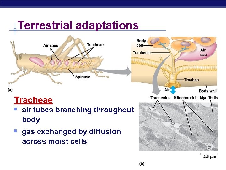 Terrestrial adaptations Tracheae § air tubes branching throughout body § gas exchanged by diffusion