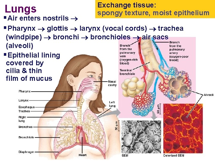 Lungs Exchange tissue: spongy texture, moist epithelium §Air enters nostrils §Pharynx glottis larynx (vocal