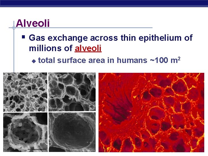 Alveoli § Gas exchange across thin epithelium of millions of alveoli u AP Biology