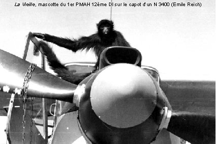 La Vieille, mascotte du 1 er PMAH 12ème DI sur le capot d’un N La Vieille, mascotte du 1 er PMAH 12ème DI sur le capot d’un N