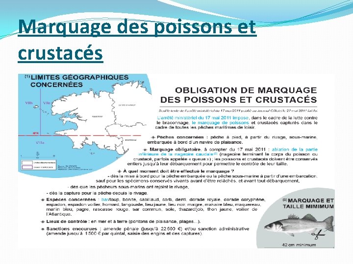 Marquage des poissons et crustacés 