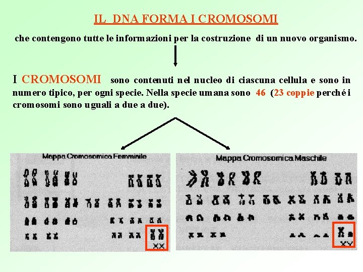 IL DNA FORMA I CROMOSOMI che contengono tutte le informazioni per la costruzione di