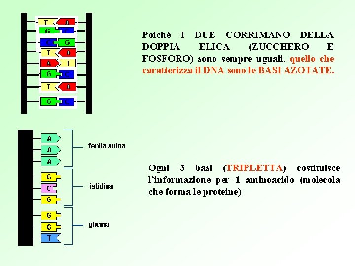 Poiché I DUE CORRIMANO DELLA DOPPIA ELICA (ZUCCHERO E FOSFORO) sono sempre uguali, quello