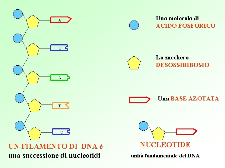 A Una molecola di ACIDO FOSFORICO C Lo zucchero DESOSSIRIBOSIO G Una BASE AZOTATA