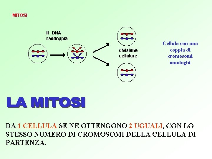 Cellula con una coppia di cromosomi omologhi DA 1 CELLULA SE NE OTTENGONO 2