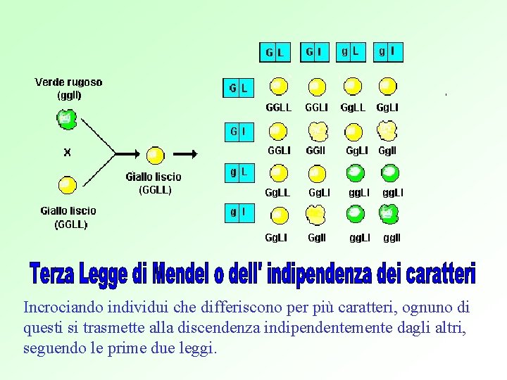 Incrociando individui che differiscono per più caratteri, ognuno di questi si trasmette alla discendenza