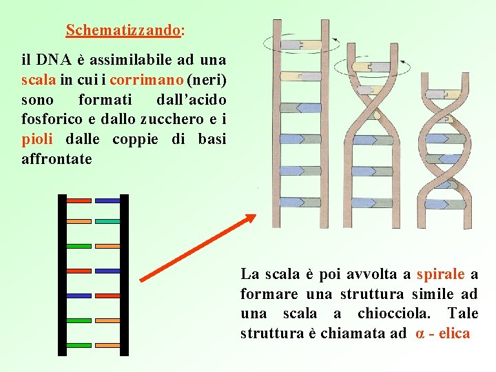 Schematizzando: il DNA è assimilabile ad una scala in cui i corrimano (neri) sono