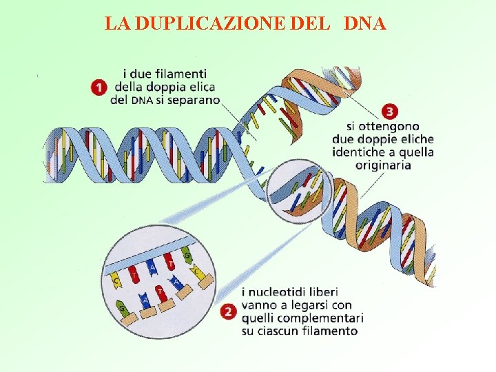 LA DUPLICAZIONE DEL DNA 