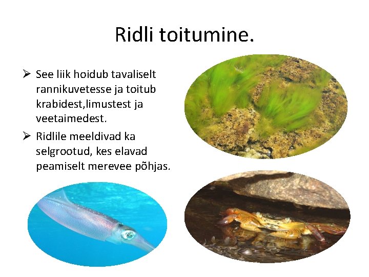 Ridli toitumine. Ø See liik hoidub tavaliselt rannikuvetesse ja toitub krabidest, limustest ja veetaimedest.