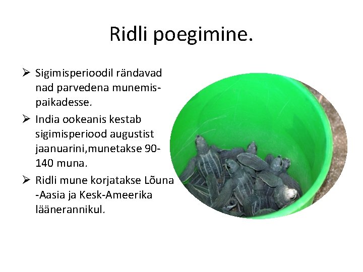 Ridli poegimine. Ø Sigimisperioodil rändavad nad parvedena munemispaikadesse. Ø India ookeanis kestab sigimisperiood augustist