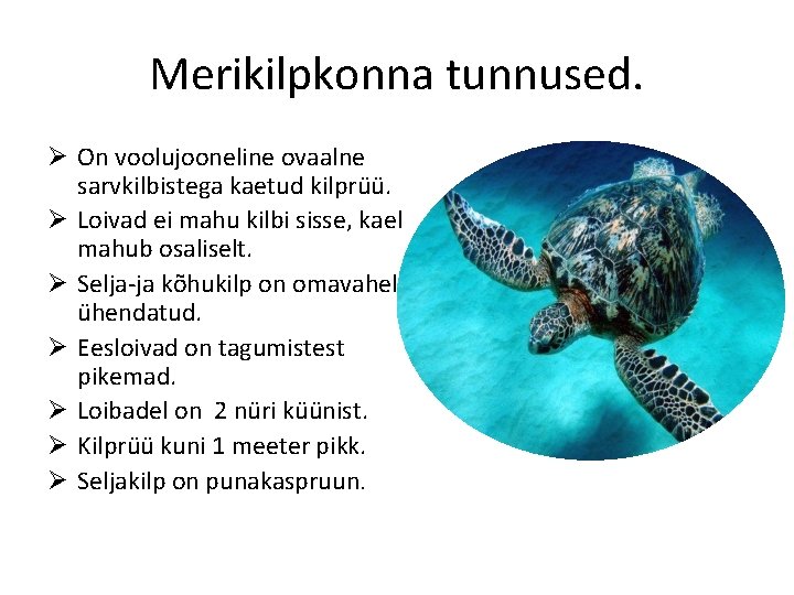 Merikilpkonna tunnused. Ø On voolujooneline ovaalne sarvkilbistega kaetud kilprüü. Ø Loivad ei mahu kilbi Merikilpkonna tunnused. Ø On voolujooneline ovaalne sarvkilbistega kaetud kilprüü. Ø Loivad ei mahu kilbi
