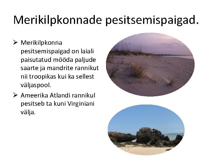 Merikilpkonnade pesitsemispaigad. Ø Merikilpkonna pesitsemispaigad on laiali paisutatud mööda paljude saarte ja mandrite rannikut Merikilpkonnade pesitsemispaigad. Ø Merikilpkonna pesitsemispaigad on laiali paisutatud mööda paljude saarte ja mandrite rannikut