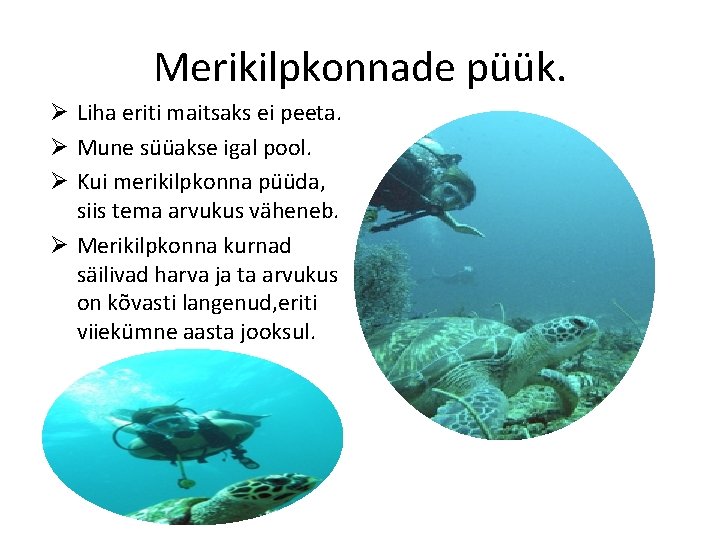 Merikilpkonnade püük. Ø Liha eriti maitsaks ei peeta. Ø Mune süüakse igal pool. Ø Merikilpkonnade püük. Ø Liha eriti maitsaks ei peeta. Ø Mune süüakse igal pool. Ø