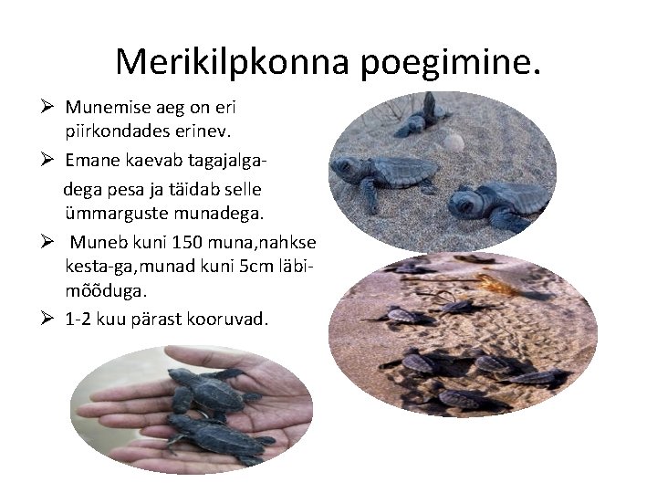 Merikilpkonna poegimine. Ø Munemise aeg on eri piirkondades erinev. Ø Emane kaevab tagajalgadega pesa