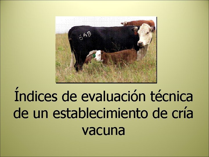 Índices de evaluación técnica de un establecimiento de cría vacuna 