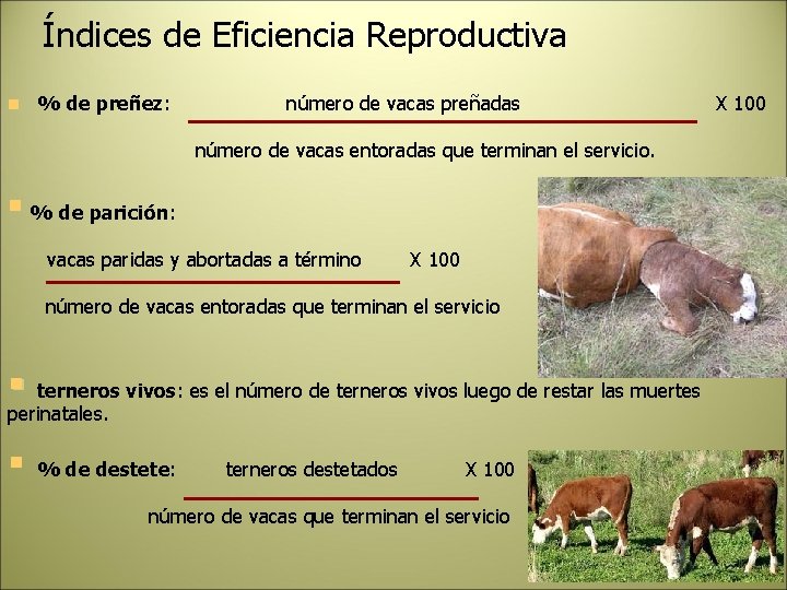 Índices de Eficiencia Reproductiva n % de preñez: número de vacas preñadas número de