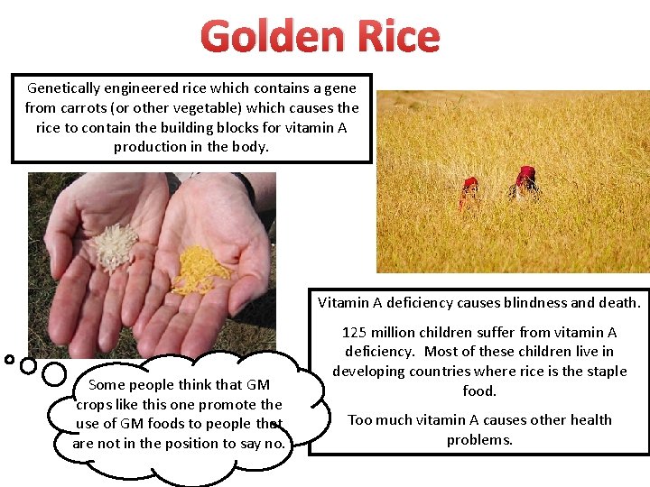 Golden Rice Genetically engineered rice which contains a gene from carrots (or other vegetable)