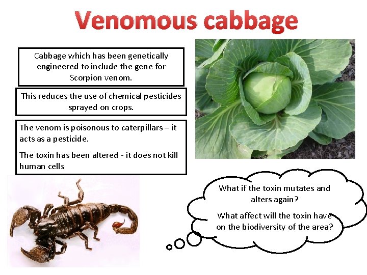 Venomous cabbage Cabbage which has been genetically engineered to include the gene for Scorpion