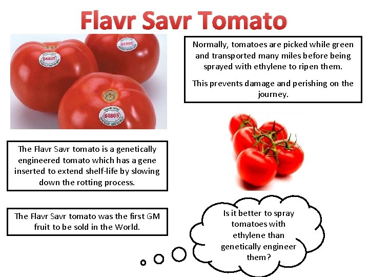 Flavr Savr Tomato Normally, tomatoes are picked while green and transported many miles before