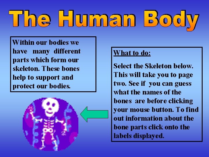 Within our bodies we have many different parts which form our skeleton. These bones